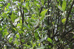 Sarcococca saligna